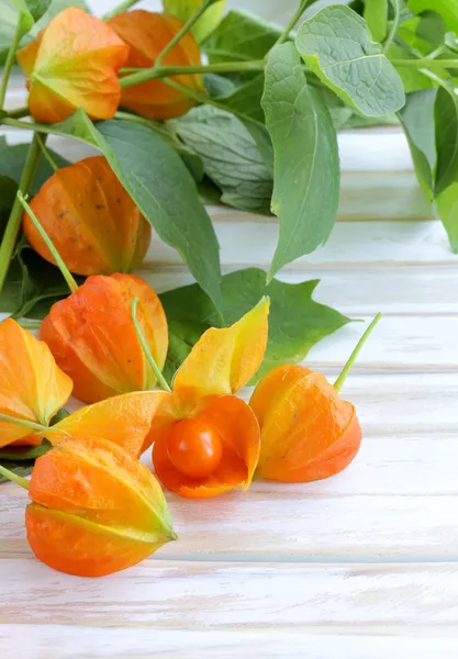 Narancssárga physalis bogyók, zöld levelekkel — Stock Fotó