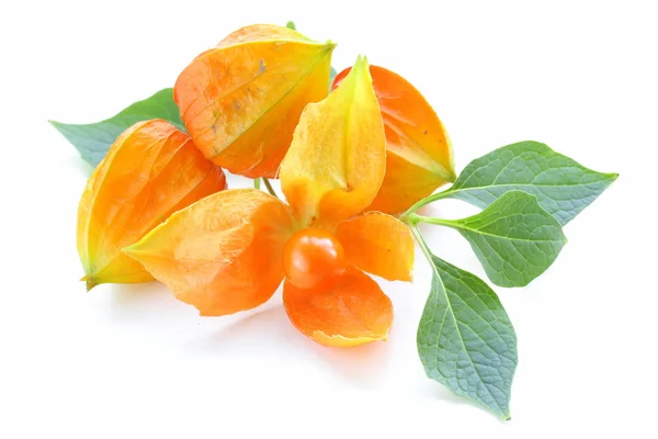 Orange physalis berries with green leaves — Stock Photo, Image