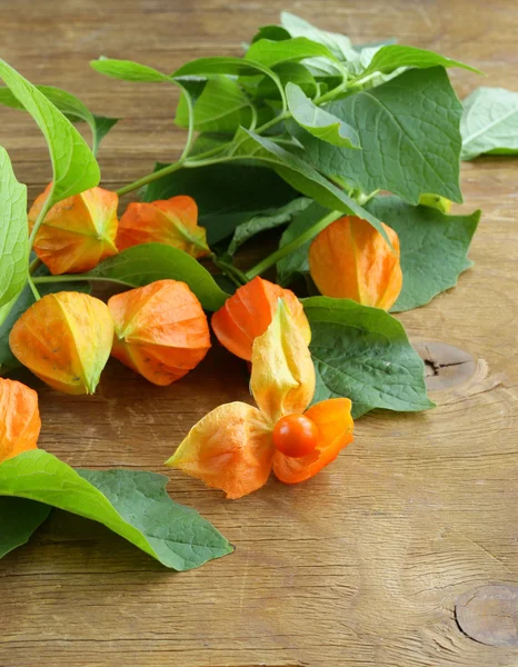 Orange physalis berries with green leaves — Stock Photo, Image
