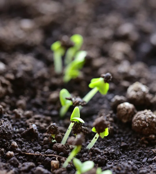 Makroaufnahme kleiner grüner Triebe, die aus dem Boden sprießen — Stockfoto