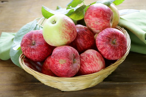 Raccolta autunnale di mele biologiche nel cestino — Foto Stock