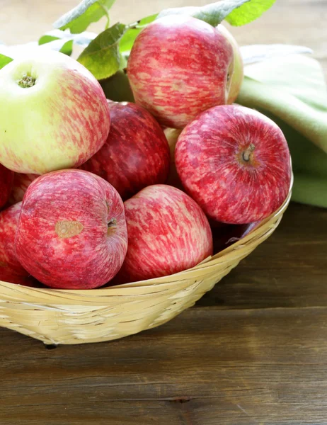Récolte automnale de pommes biologiques dans le panier — Photo