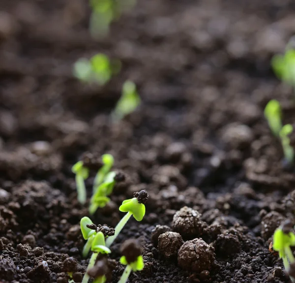 Macro shot of small green shoots sprouting from the ground — Stock Photo, Image