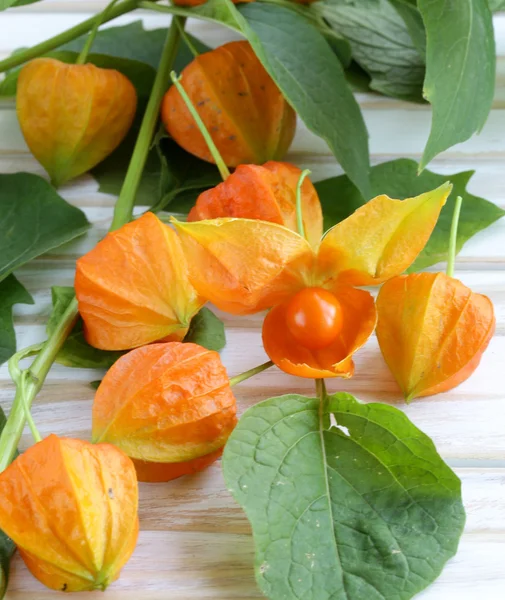 Orange physalis berries with green leaves — Stock Photo, Image