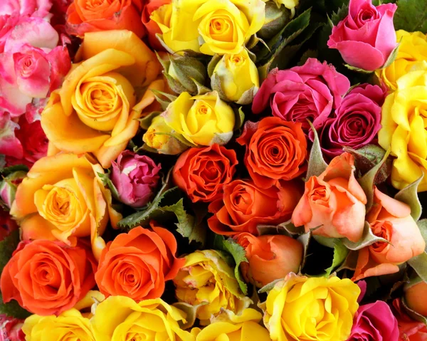 Inny kolor róż (żółty, czerwony, różowy) może być używany jako tło — Zdjęcie stockowe