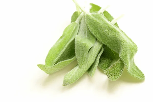 Fresh fragrant green sage on white background — Stock Photo, Image