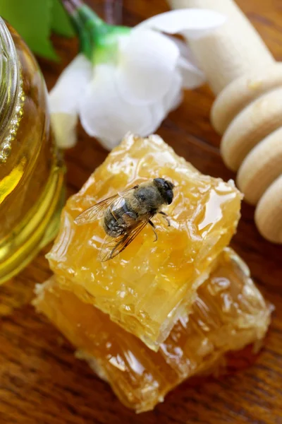 Makro skott av honungsbiet på en honeycomb (naturlig produkt) — Stockfoto