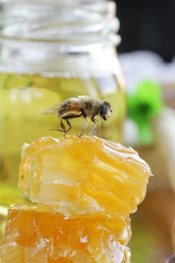 üzerinde bir Petek Bal arısı