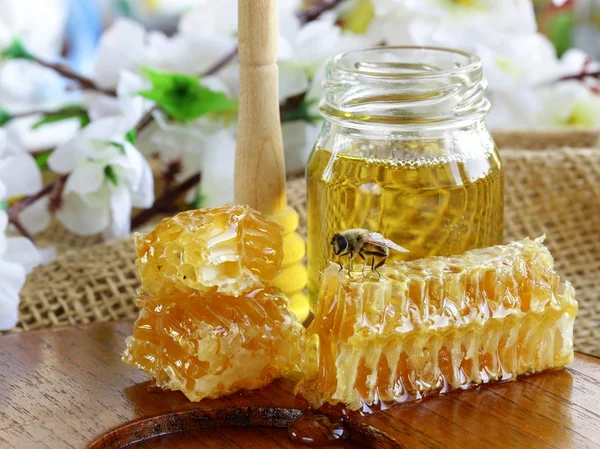 Honey bee på en honeycomb — Stockfoto