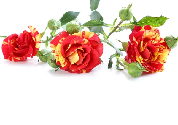 Boeket van rode rozen op een witte achtergrond — Stockfoto