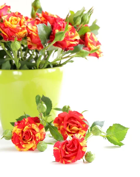 Strauß roter Rosen — Stockfoto