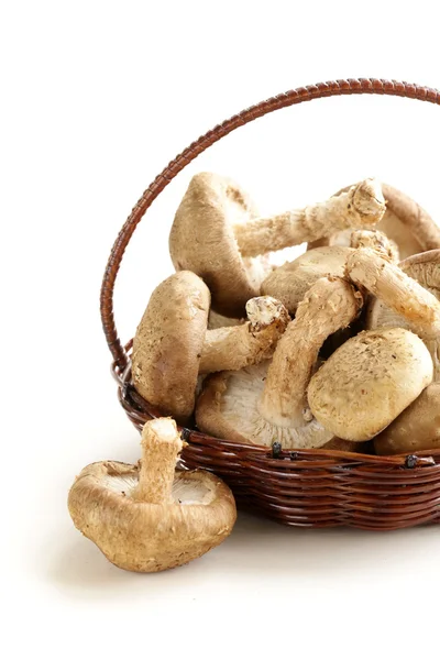 Funghi crudi naturali biologici miele agarico — Foto Stock