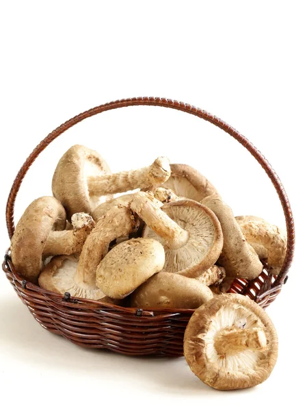 유기 자연 생 버섯 — 스톡 사진