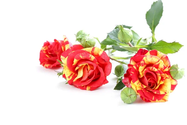 Boeket van rode rozen op een witte achtergrond — Stockfoto