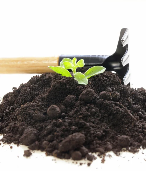 La plante verte pousse du sol avec des outils de jardin sur un fond blanc — Photo