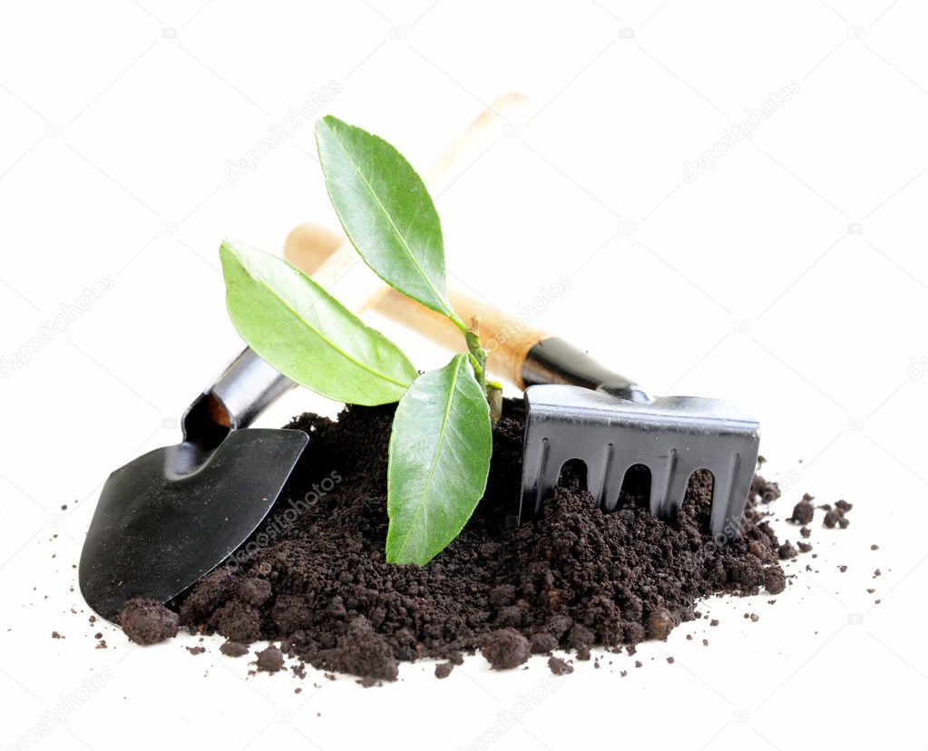 Green plant grows from the ground with garden tools on a white background