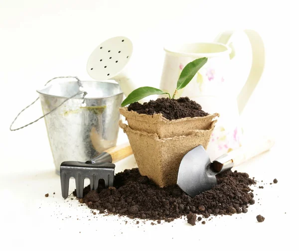 Green plant grows from the ground with garden tools — Stock Photo, Image