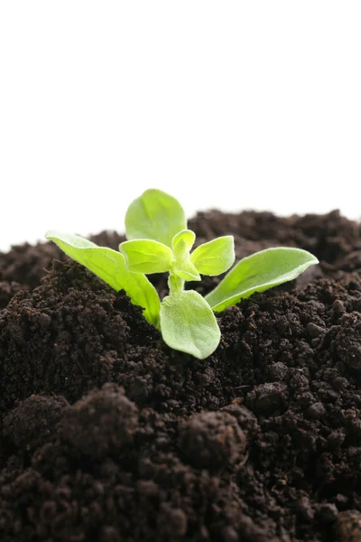 Planta verde crece desde el suelo sobre un fondo blanco — Stok fotoğraf