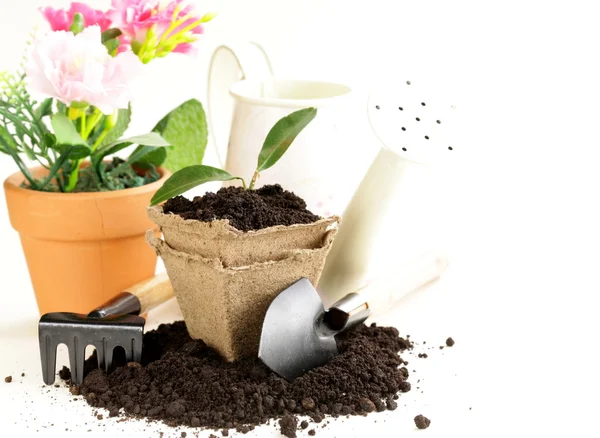 Green plant grows from the ground with garden tools — Stock Photo, Image