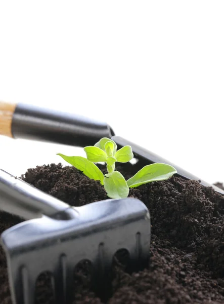 Planta verde crece desde el suelo con herramientas de jardín —  Fotos de Stock