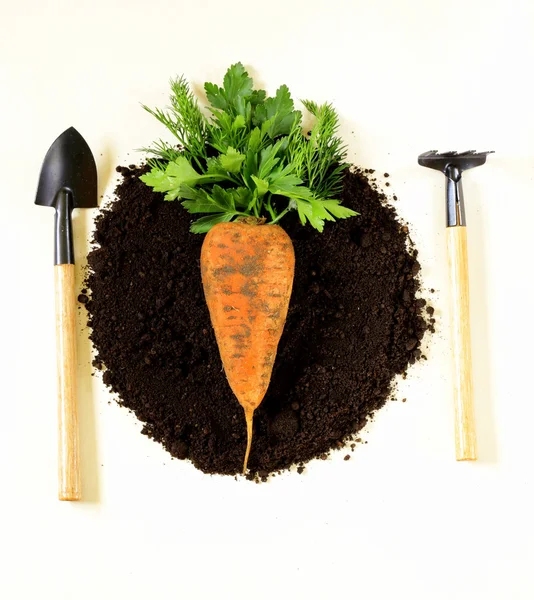 Concepto de alimentos naturales y orgánicos - zanahorias y verduras en el suelo — Foto de Stock