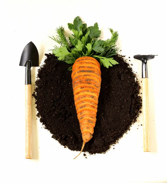 नैसर्गिक आणि सेंद्रीय पदार्थांची संकल्पना जमिनीवर गाजर आणि हिरव्या — स्टॉक फोटो, इमेज
