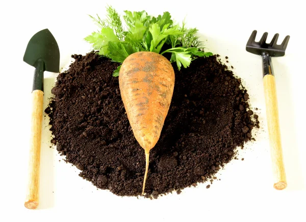 Concepto de alimento natural y orgánico - zanahorias y verduras en el suelo — Foto de Stock