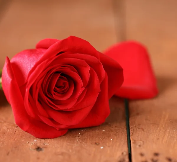 Rosa hermosa roja sobre un fondo de madera, enfoque suave — Foto de Stock