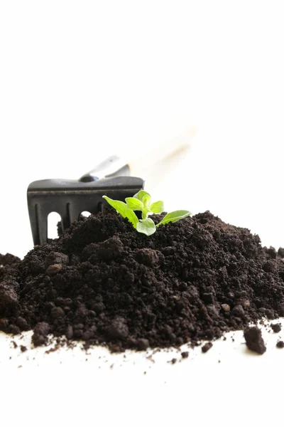 Planta verde cresce do chão com ferramentas de jardim em um fundo branco — Fotografia de Stock