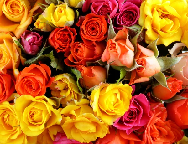 背景として使用できる別の色のバラ （黄色、赤、ピンク） — ストック写真