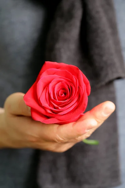 Красива червона троянда в чоловічих руках (м'який фокус на трояндах ) — стокове фото