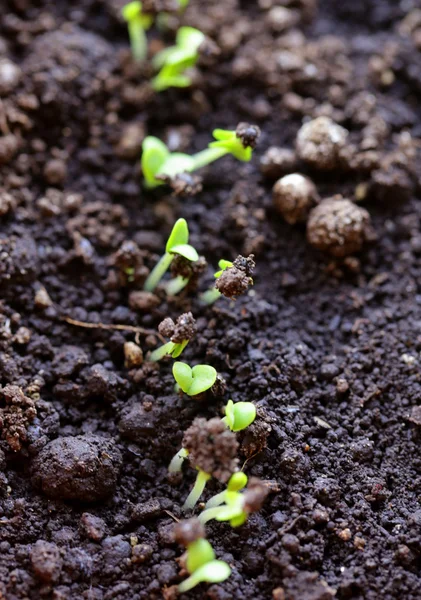 Macro shot of small green shoots sprouting from the ground — Stock Photo, Image