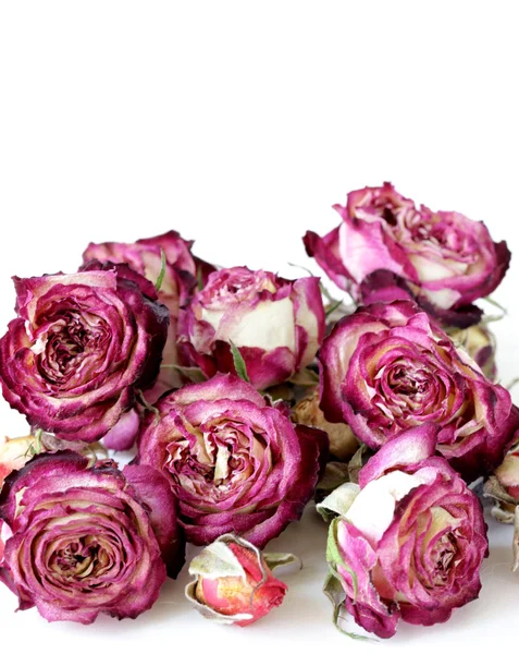 Brotes de flores rosas secas sobre un fondo blanco —  Fotos de Stock