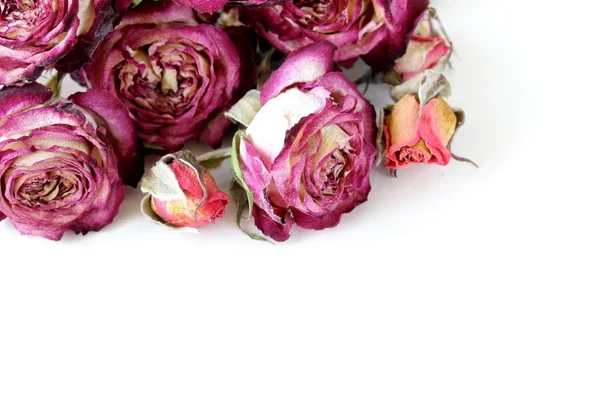 Bloemknoppen droge rozen op een witte achtergrond — Stockfoto