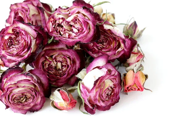 Flower buds dry roses on a white background — Stock Photo, Image