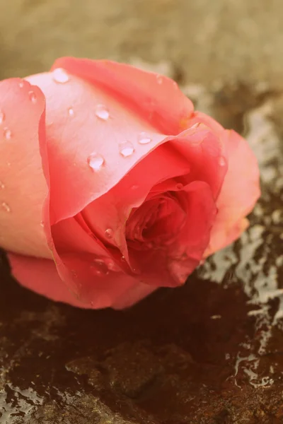 Hermosa rosa rosa con gotas de agua sobre un fondo de piedra — Foto de Stock