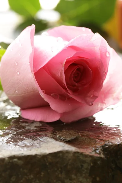 Hermosa rosa rosa con gotas de agua sobre un fondo de piedra — Foto de Stock