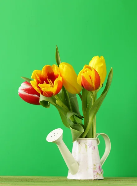 Spring tulips flowers on a green background — Stock Photo, Image