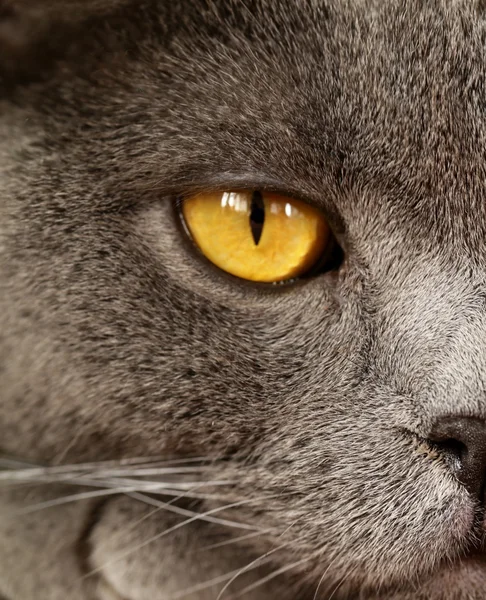 Pet - Gato britânico de curta distância com olhos laranja — Fotografia de Stock