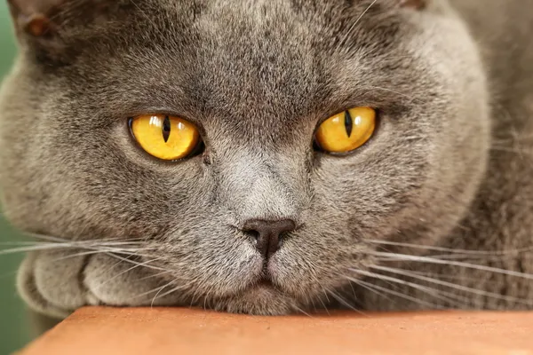 Pet - British shorthair cat with orange eyes — Stock Photo, Image