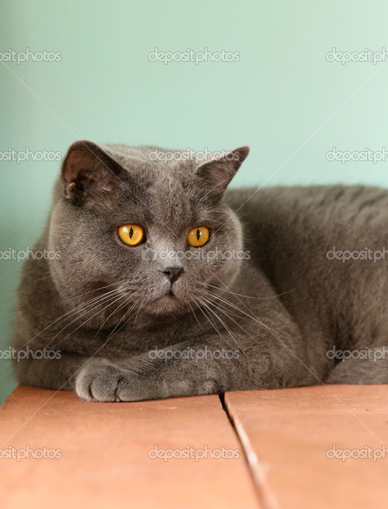 Pet British Shorthair Cat With Orange Eyes Stock Photo