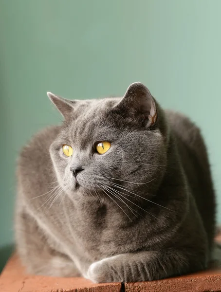 Pet - британская короткошерстная кошка с оранжевыми глазами — стоковое фото