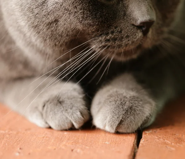 Pet - Gato britânico de curta distância com olhos laranja — Fotografia de Stock