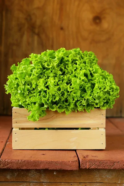 Gran lechuga verde orgánica fresca sobre un fondo de madera —  Fotos de Stock