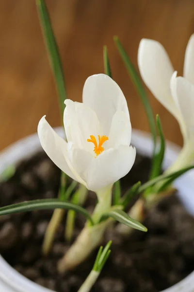 Jarní květiny sněženky (crocus) v bílém květináči — Stock fotografie