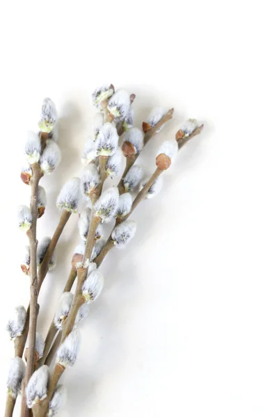 Paskalya bahar çiçekli söğüt dalları sembolü — Stok fotoğraf