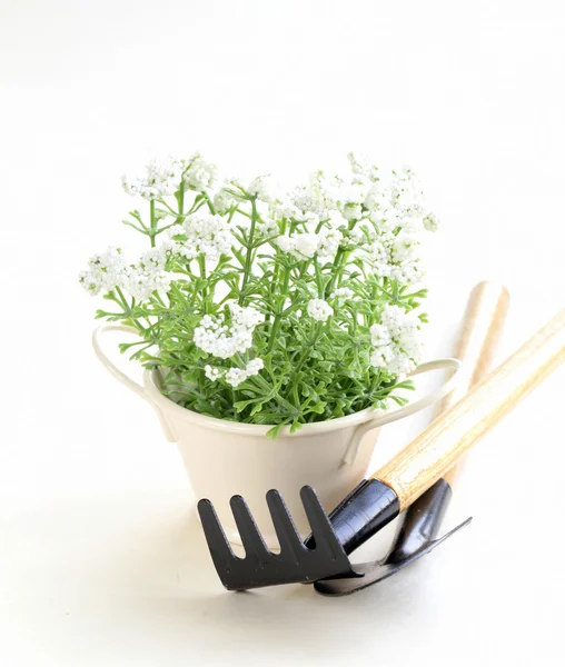 Topfpflanze mit Gartengeräten auf weißem Hintergrund — Stockfoto