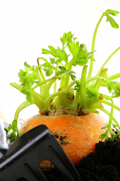 Zanahorias ecológicas que crecen fuera de la tierra - alimentos frescos y naturales —  Fotos de Stock