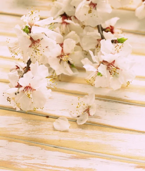 Spring blossom (oriental cherry, apple tree) on  wooden table — Stock Photo, Image