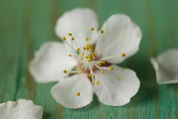 Macro tiro de flores de cerezo - centrarse en estambres — Foto de Stock